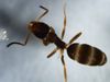 Tapinoma sessile