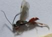 Proctotrupid wasp