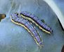 Cross-striped cannageworm