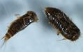 Black Carpet Beetle larvae
