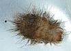 Carpet beetle larva