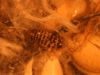 Dermestid Beetle larva