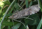 Clover moth