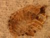 Carpet beetle larva