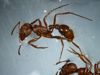 Western Harvester Ant