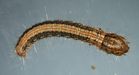 webworm larva