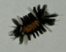 Milkweed Tussock caterpillar