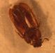Silken Fungus Beetle