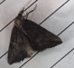 Cutworm moth