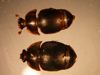 Small Hive beetle