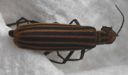 Striped Blister Beetle