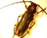 Ash and Privet Borer