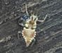 Antlion larva