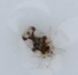 Lace bug