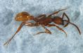 Army ant