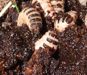 Pleasing Fungus Beetle larvae