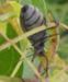 Ash Gray Blister Beetle
