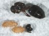 Acrobat ant and dermestid larvae