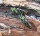 Painted Hickory Borer