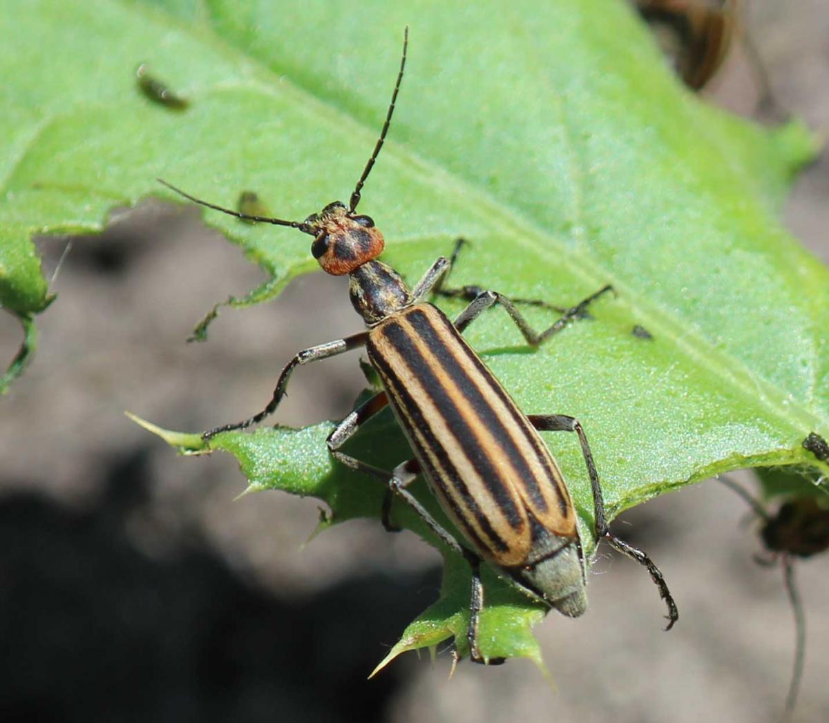 Alfalfa Pests>3 Stripe Blister Beetle (photo credit: Adam Varenhorst)