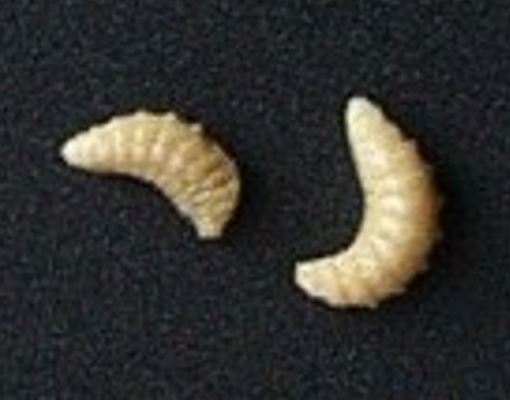 Seed chalcid larva