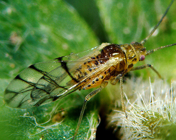 Adult spotted alfalfa aphid