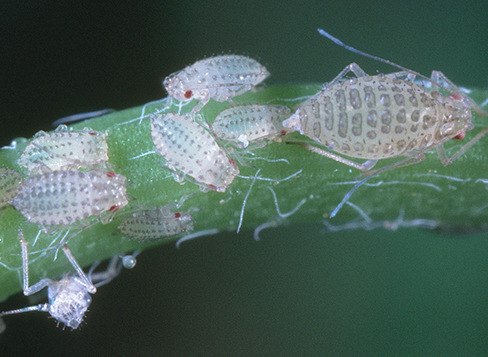 Spotted alfalfa aphids