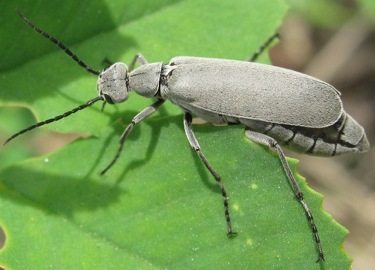 Alfalfa Pests>Ashgrey Blister Beetle (photo credit: Sara Simpkins)