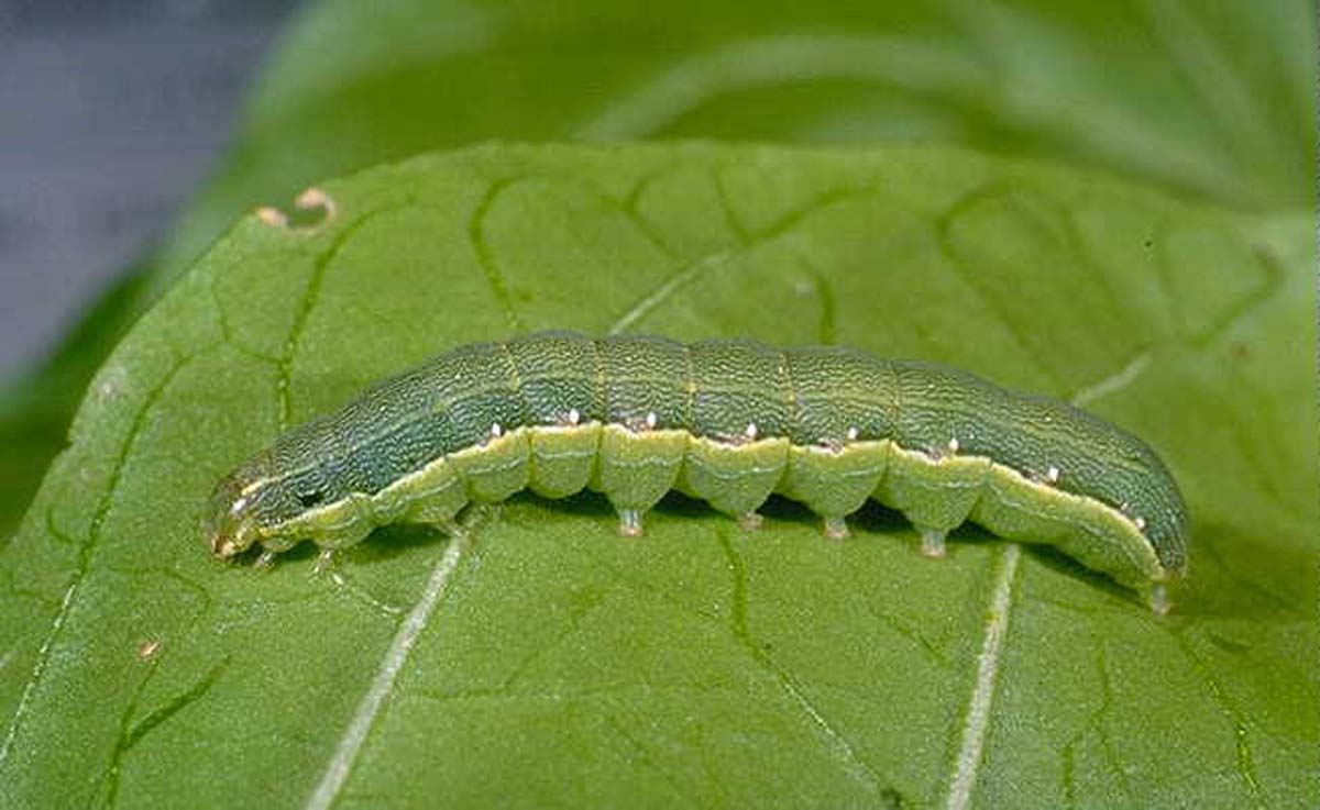 Beet Armyworm larva