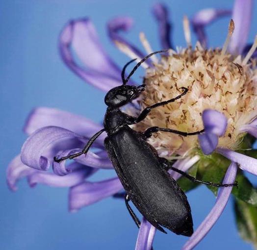 Alfalfa Pests>Black Blister Beetle (photo credit: James Burger)