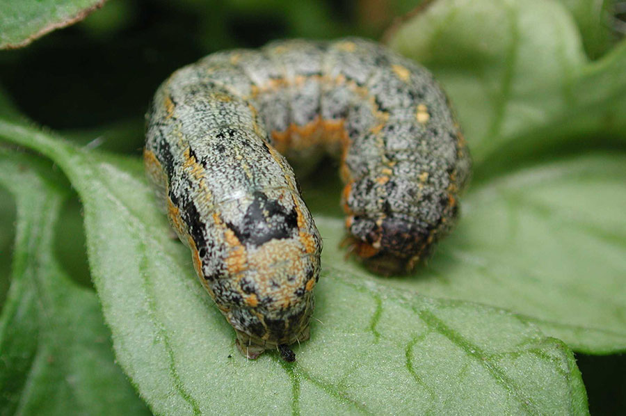 Varigated cutworm larva