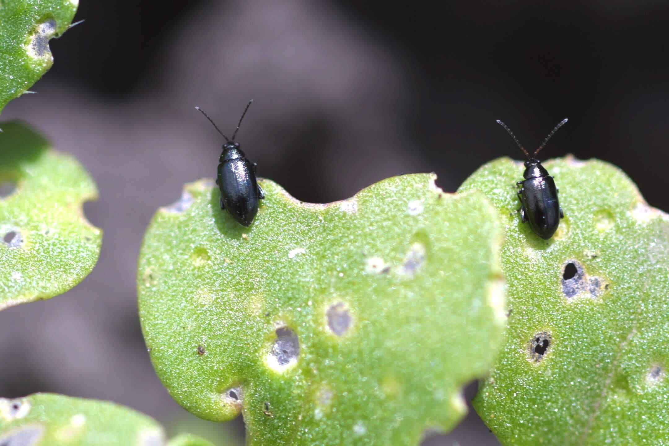 Flea beetle adults