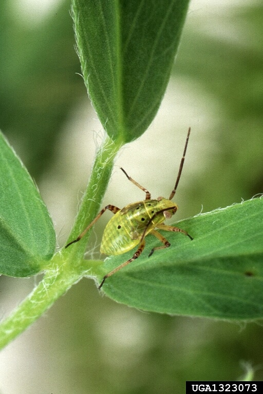 TPB nymph