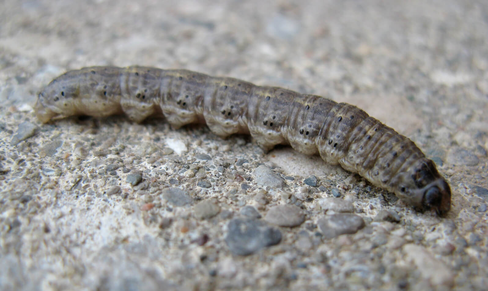 black cutworm larva J. Smith 