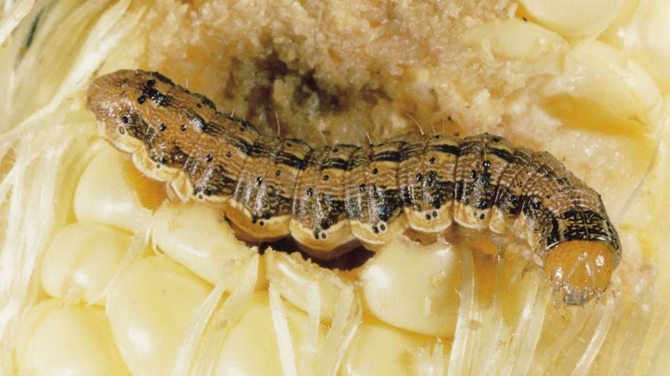 Corn earworm larva