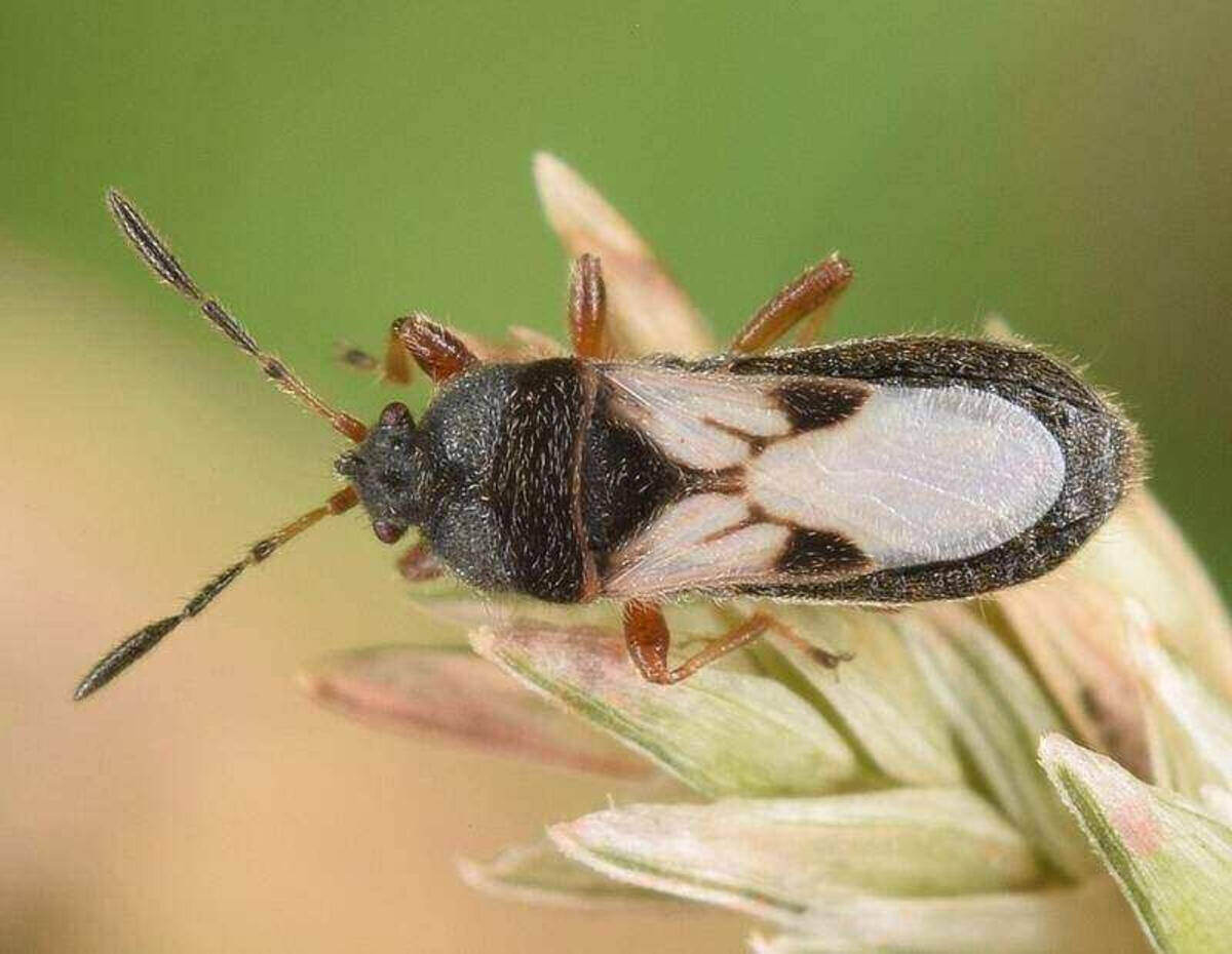 Chinch bug. Photo by Christina Butler.