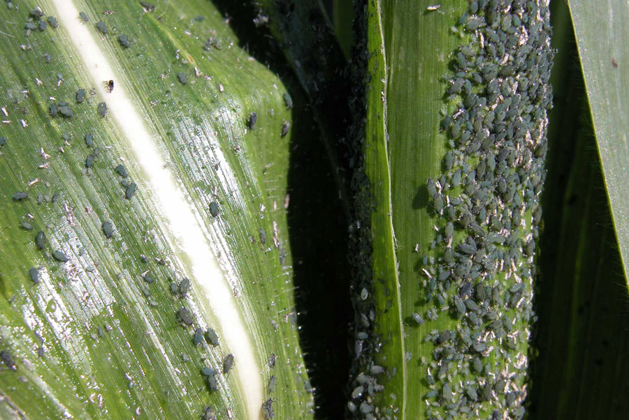 Corn leaf aphids 