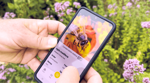 Beemachine App preview