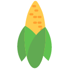 corn pests