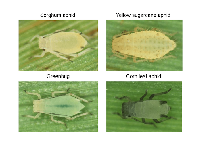 Sorghum Aphid