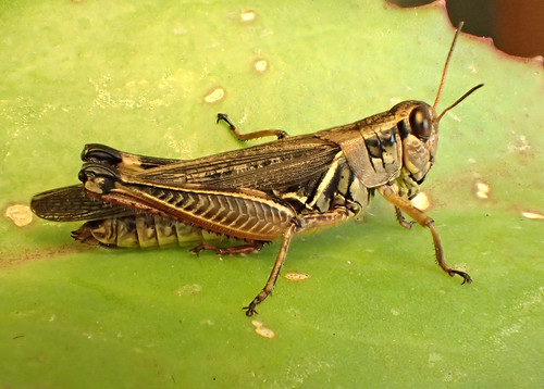 grasshopper