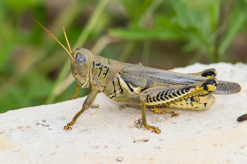 grasshopper