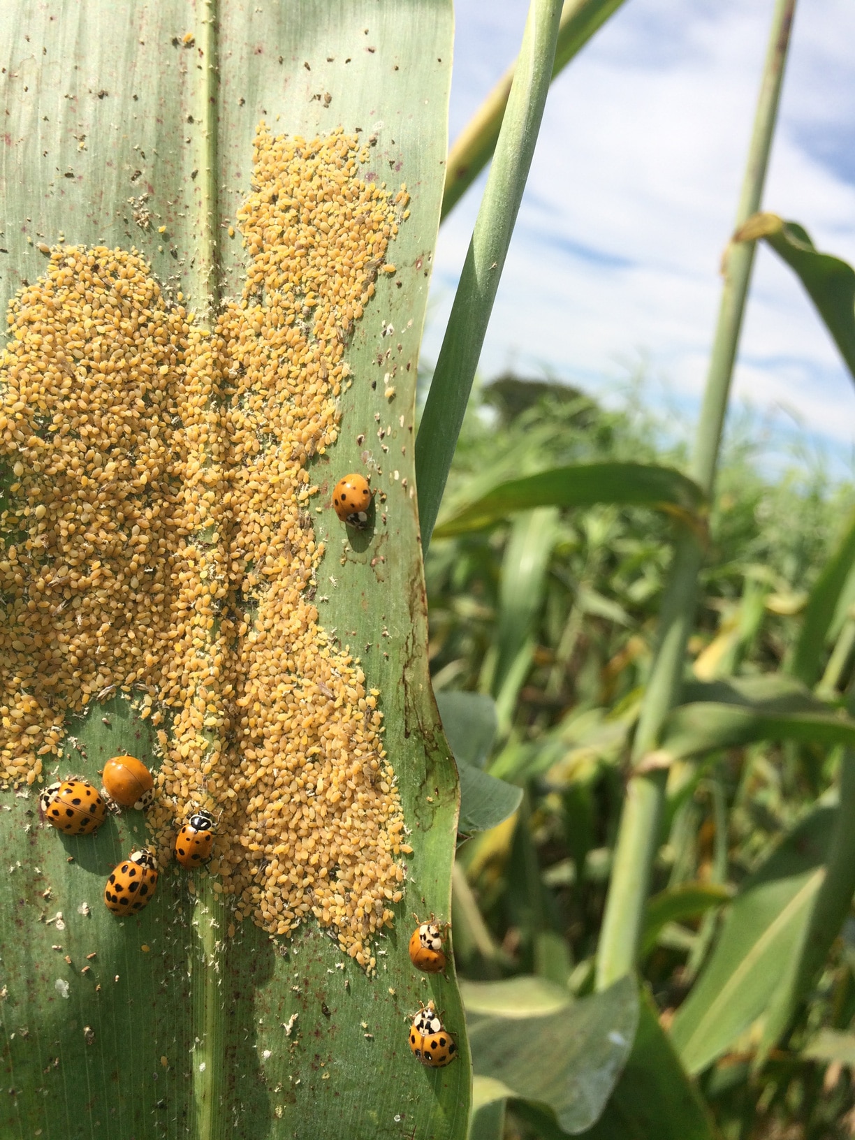 Sorghum Aphid