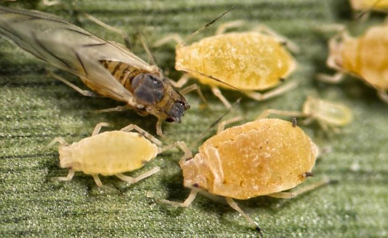 Sorghum Aphid