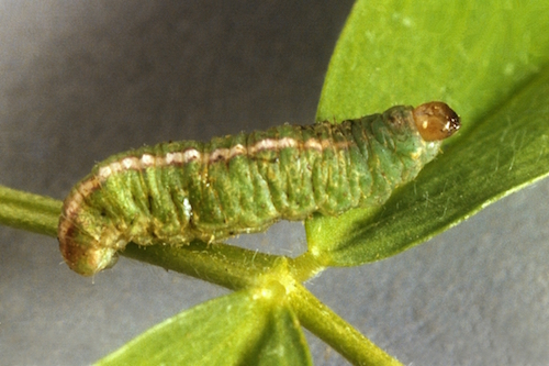 CLW larva