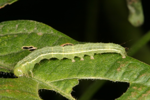 Crop Pests | Insect Information | Extension | Entomology | Kansas State ...