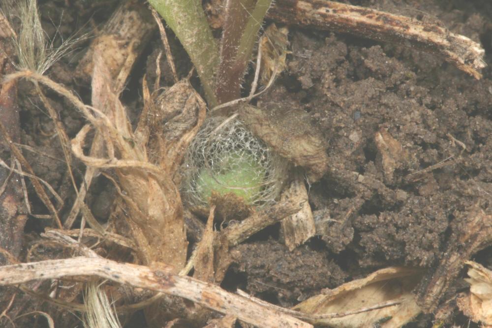 Alfalfa Pests>Alfalfa Weevil Cacoon