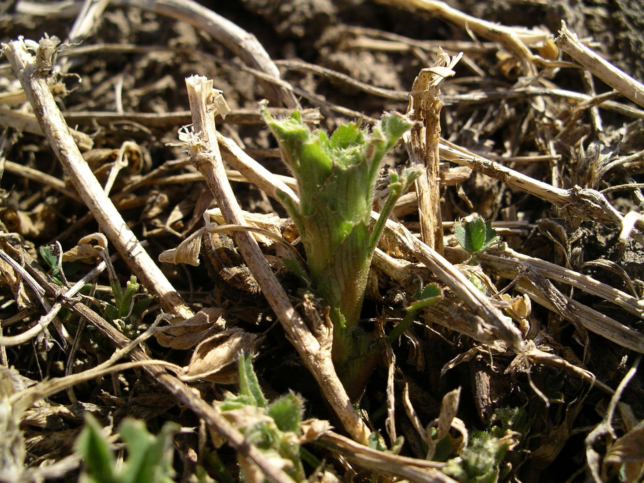 download cutworms in garden