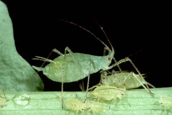 Alfalfa Pests>Pea aphids