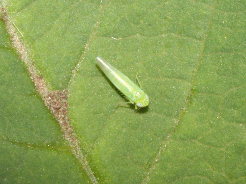 Leafhopper, Types, Habits & Prevention